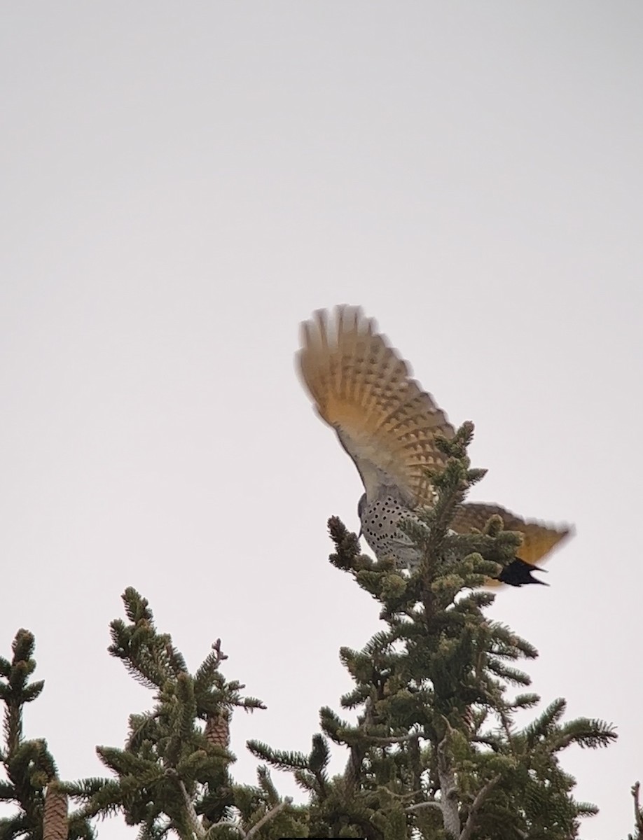 Gilded Flicker - Logan Knaphus