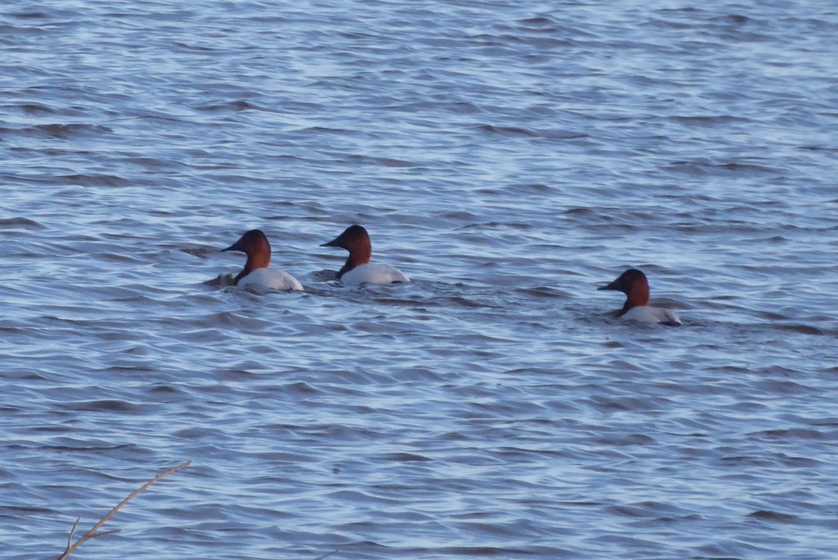 Canvasback - ML613787686