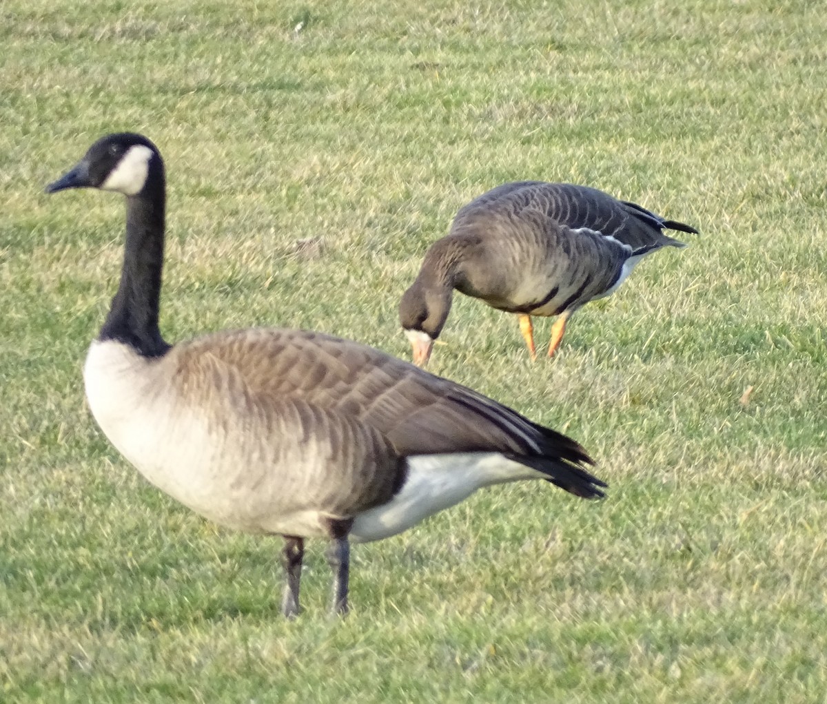Greater White-fronted Goose - ML613787689