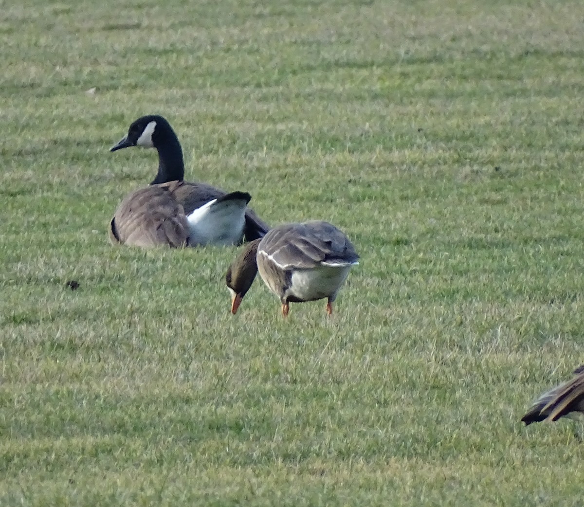 Greater White-fronted Goose - ML613787693