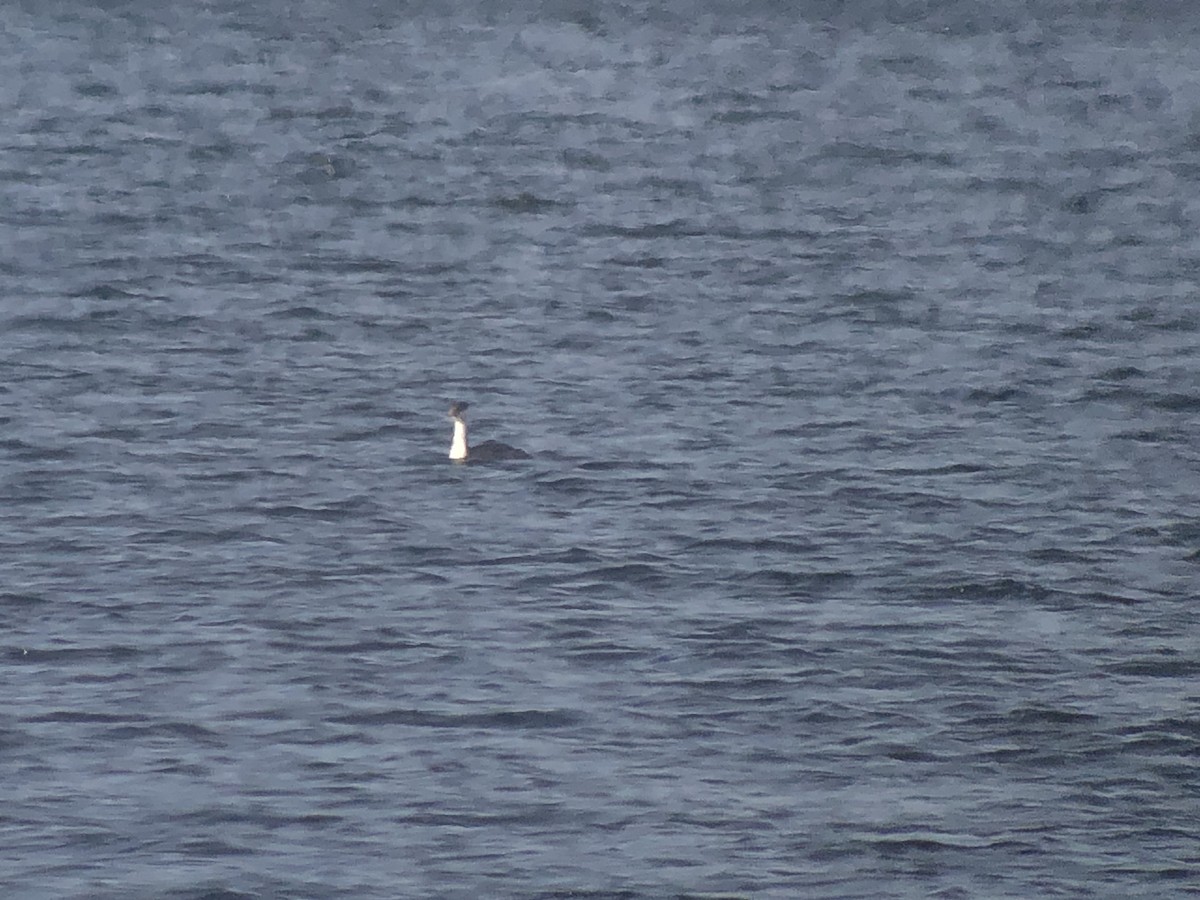 Western Grebe - ML613787744