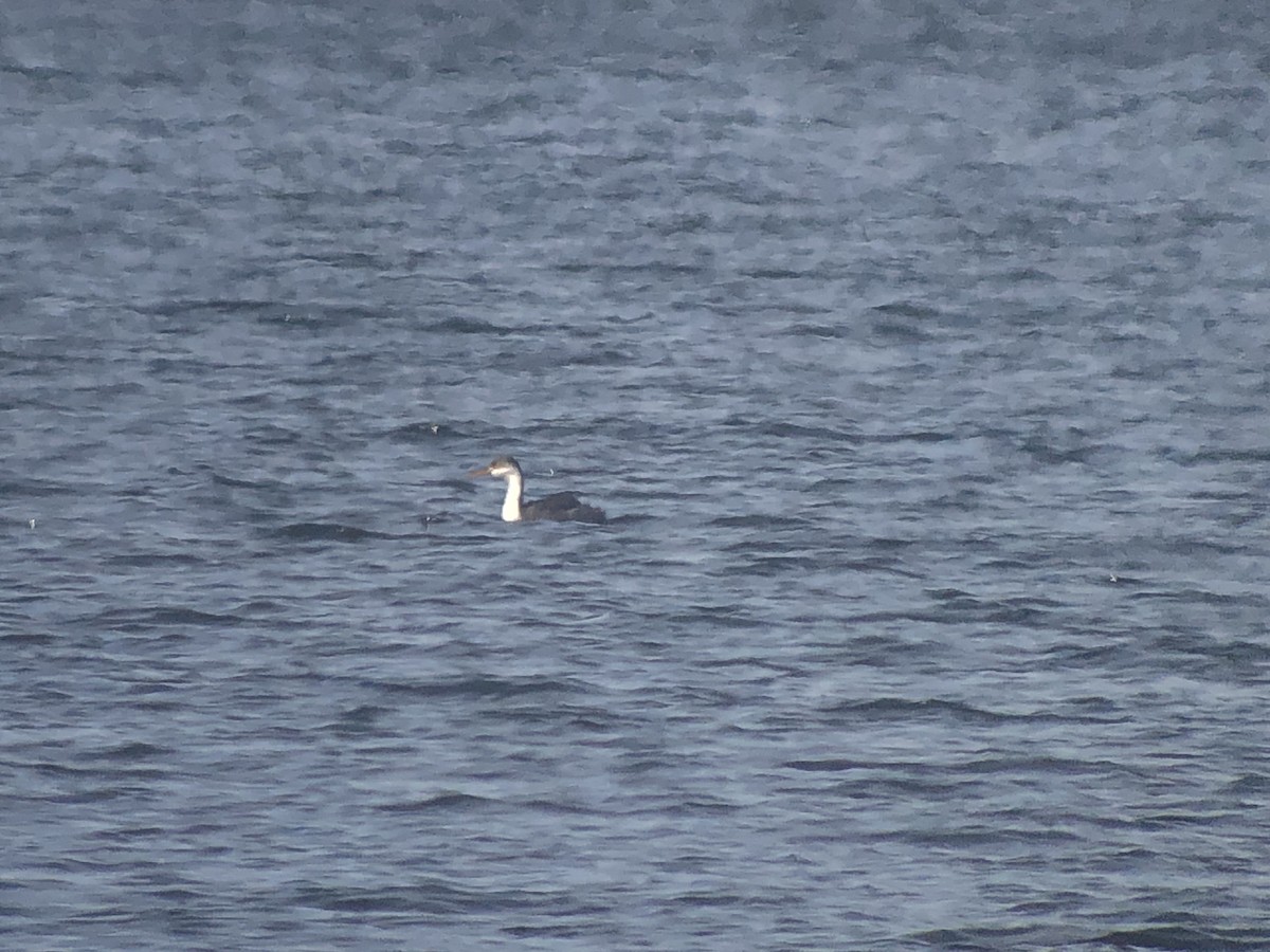 Western Grebe - ML613787746