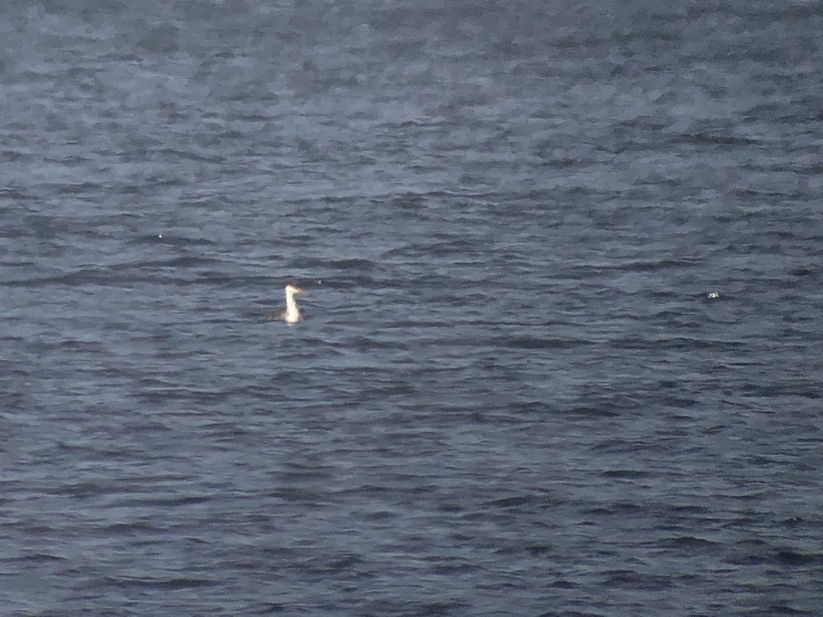 Western Grebe - ML613787747