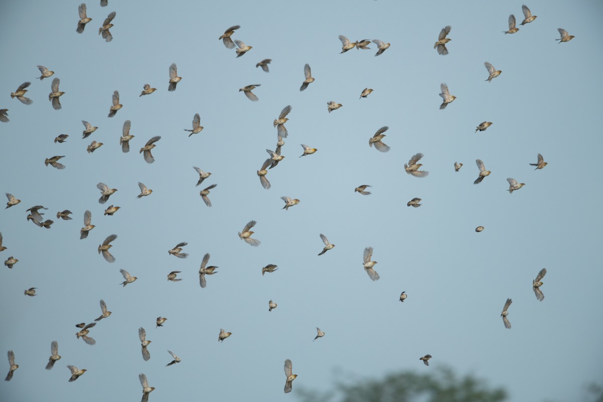 Baya Weaver - ML613787805