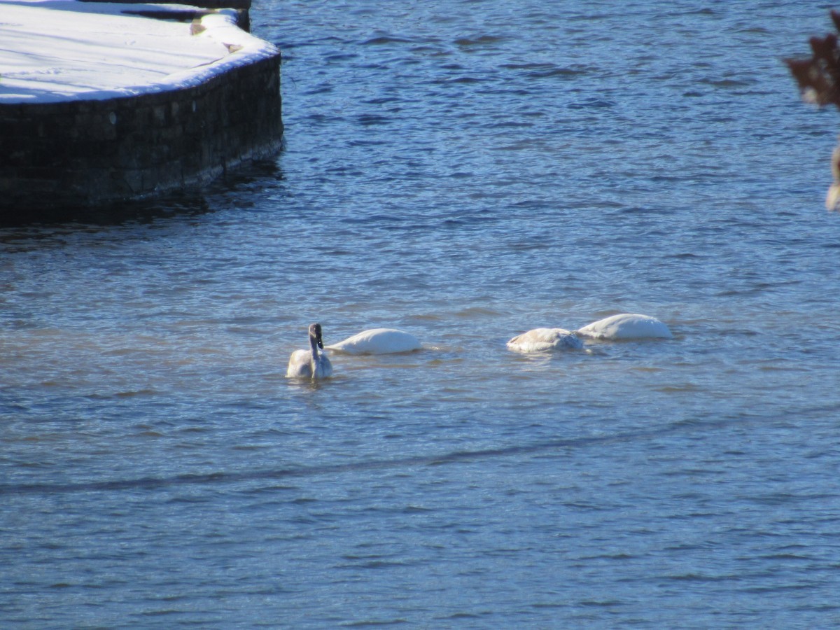 Trumpeter Swan - ML613787816