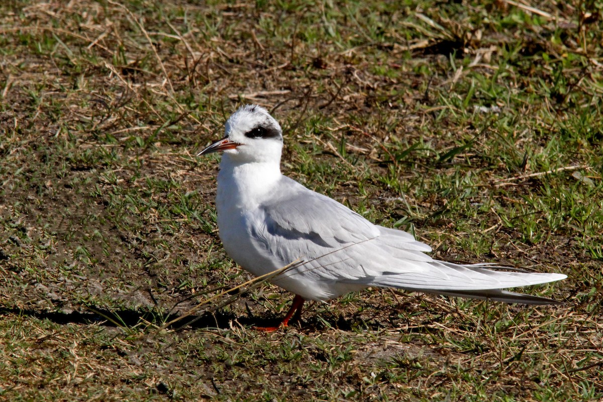 Forster's Tern - ML613787826