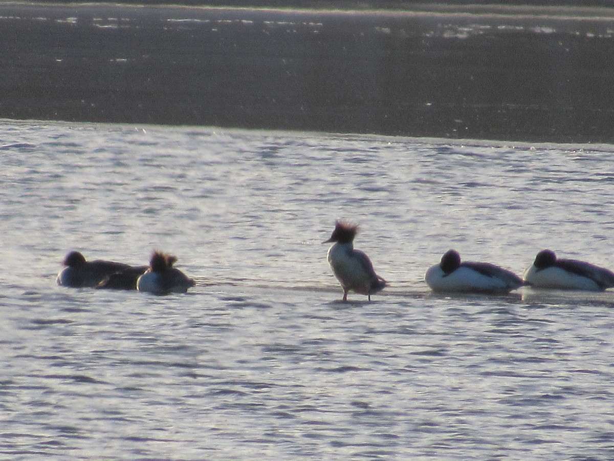 Common Merganser - ML613787843