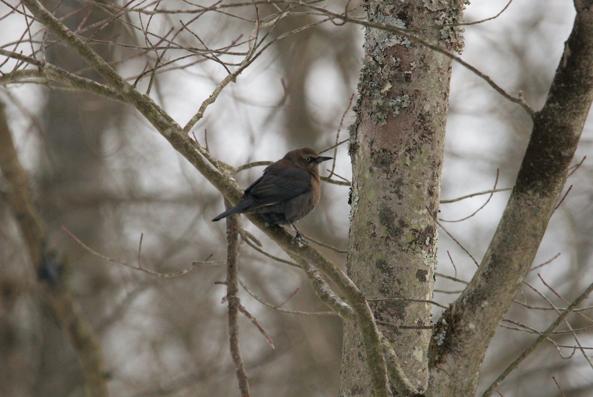 Rusty Blackbird - ML613787851