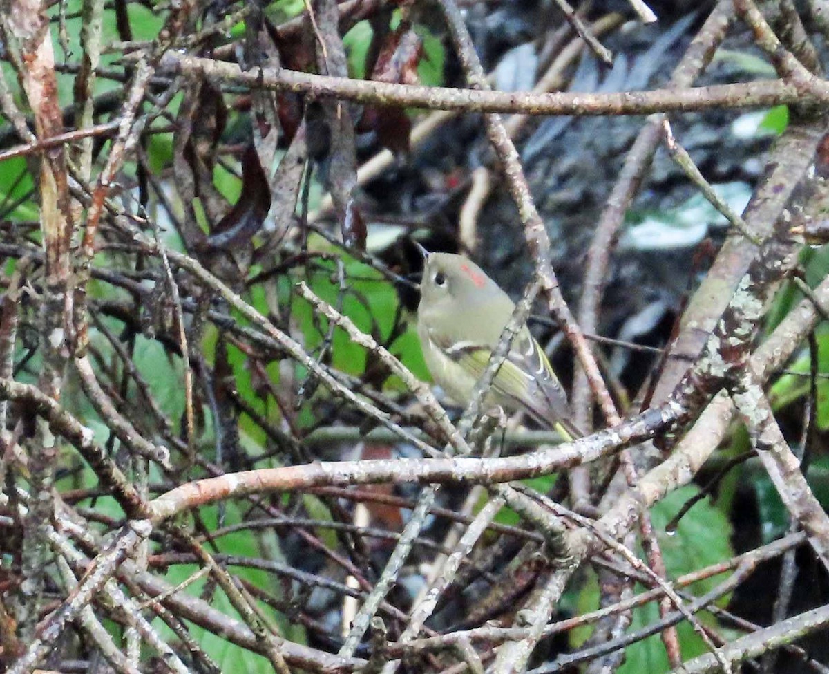 Ruby-crowned Kinglet - ML613787860