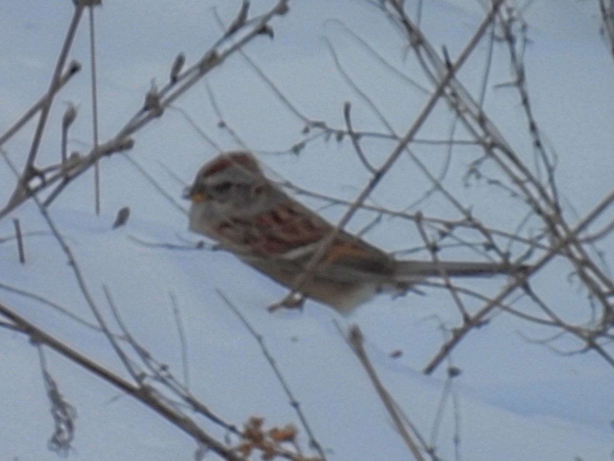 American Tree Sparrow - ML613787867