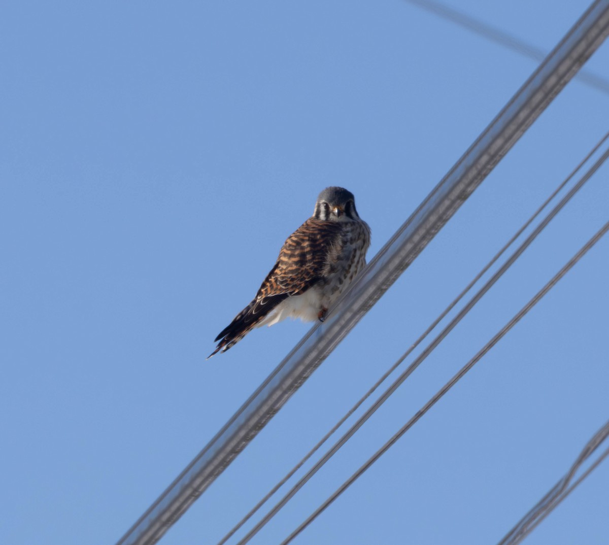 American Kestrel - ML613787878