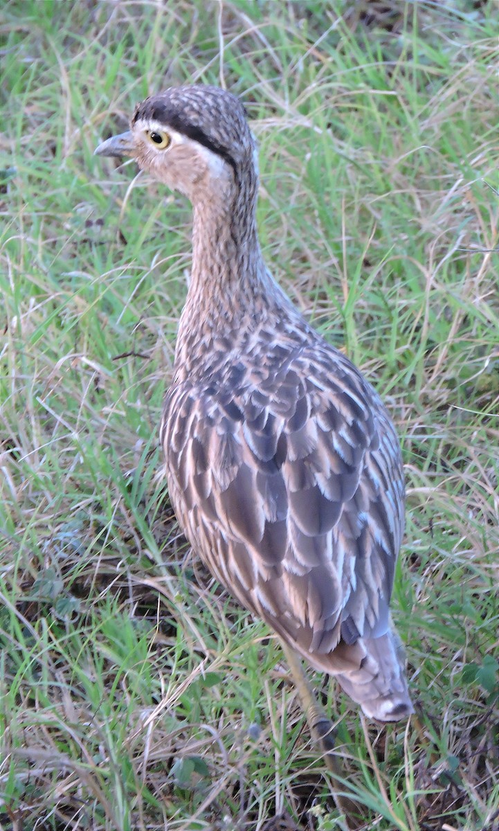 Double-striped Thick-knee - ML613787885