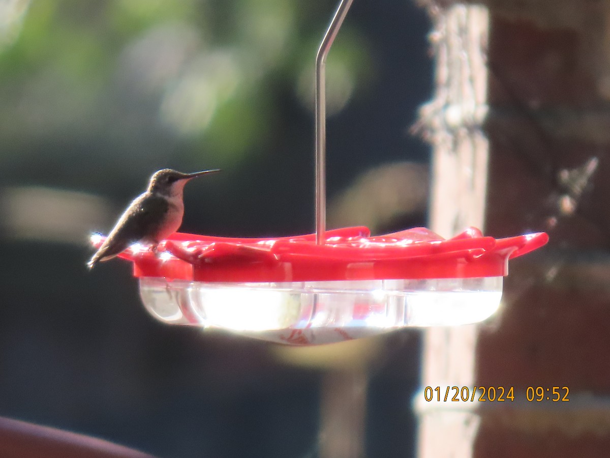 Ruby-throated Hummingbird - ML613787907