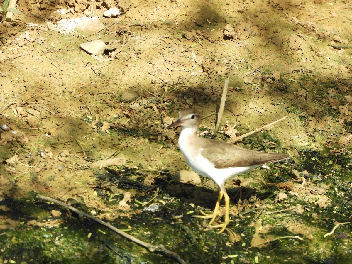 Spotted Sandpiper - ML613787923