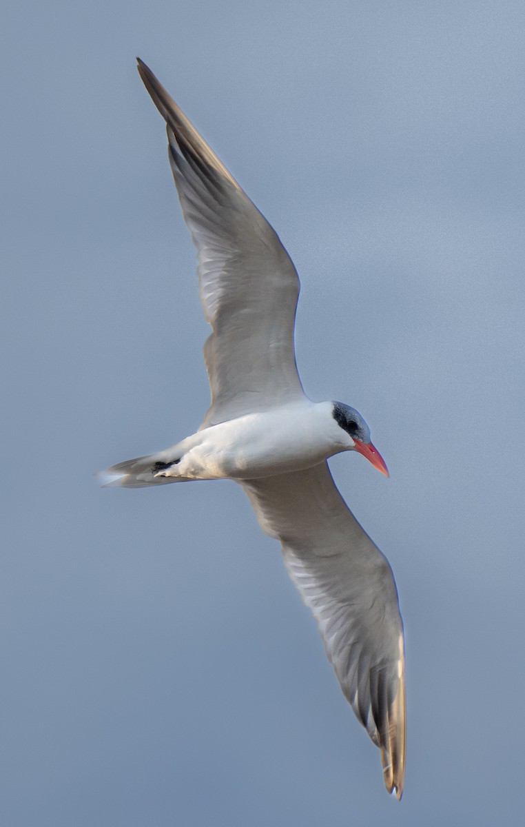 Caspian Tern - ML613787948