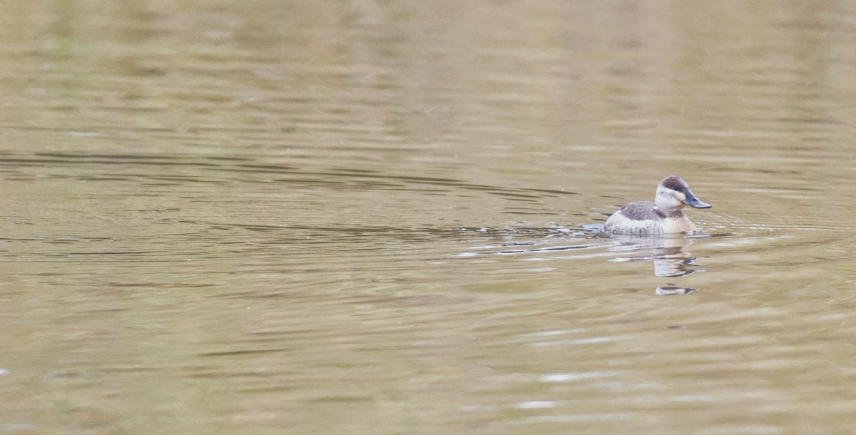 Ruddy Duck - ML613788055