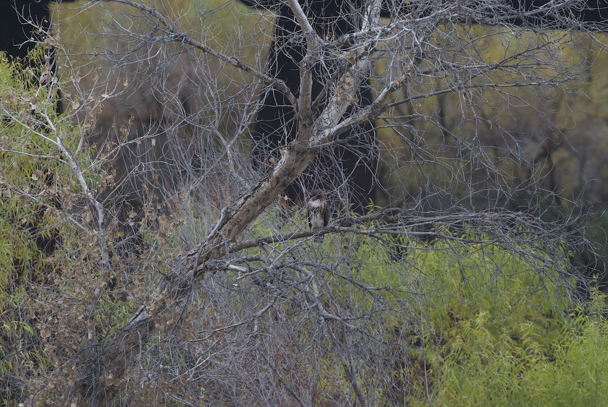 Red-tailed Hawk - ML613788098