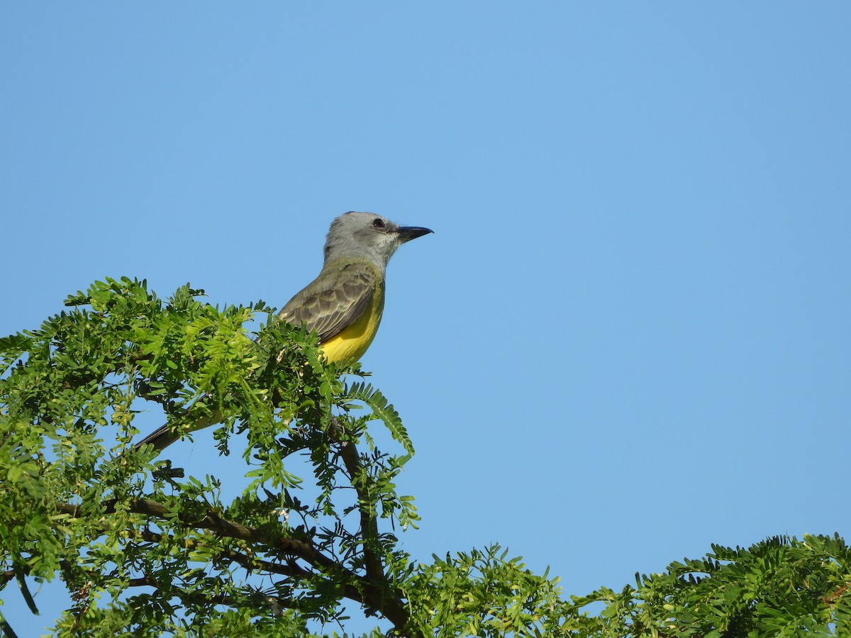 Tropical Kingbird - ML613788103