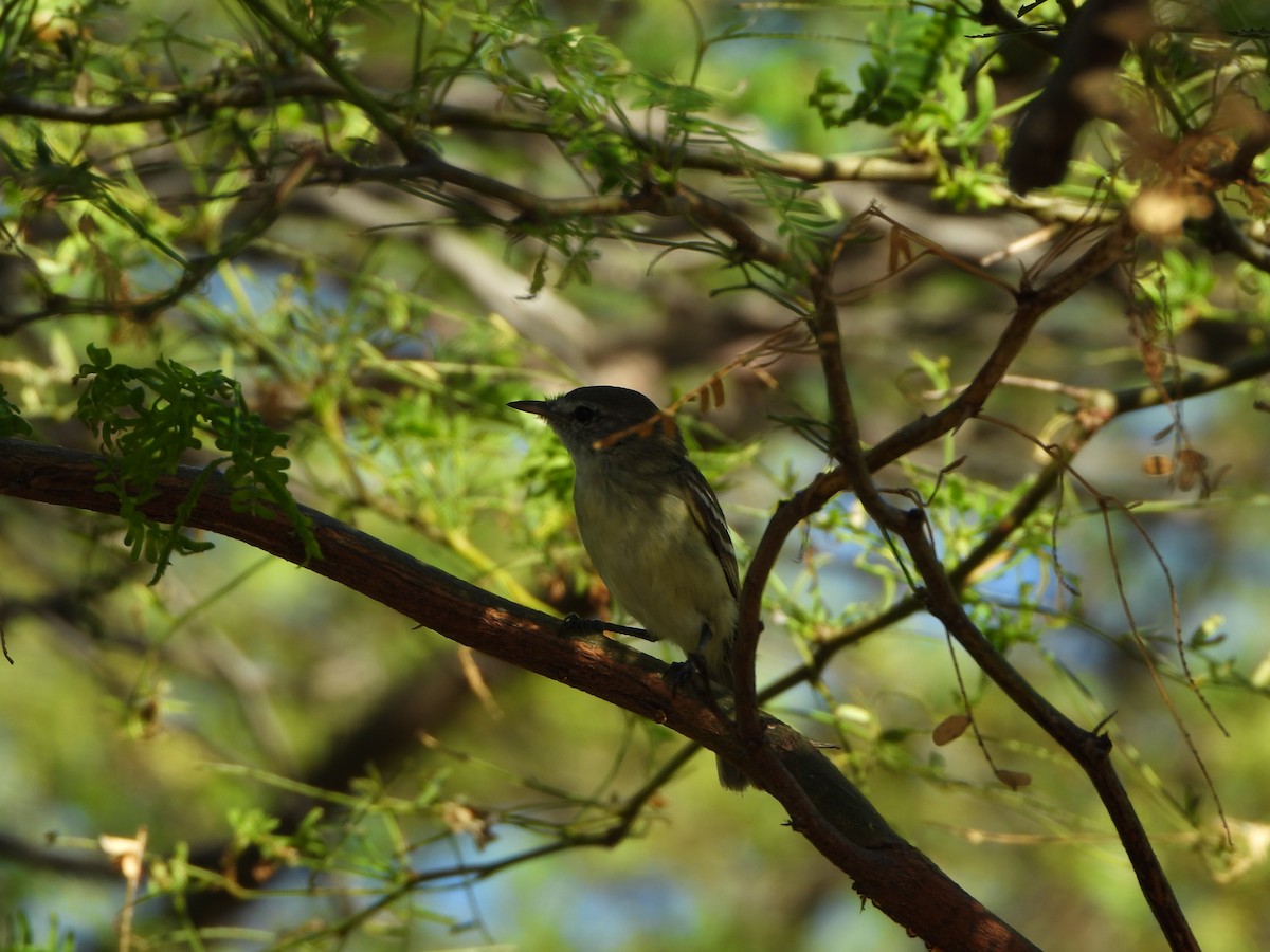 Slender-billed Tyrannulet - ML613788108