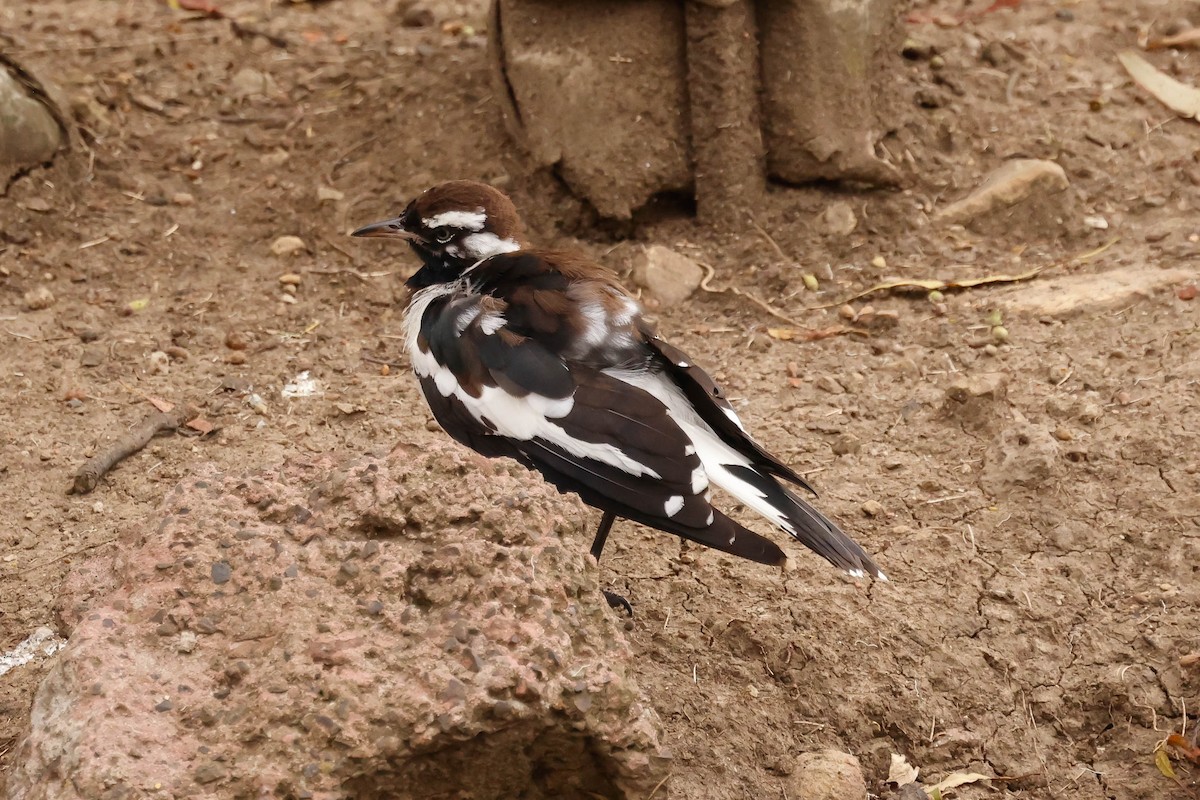 Magpie-lark - ML613788180