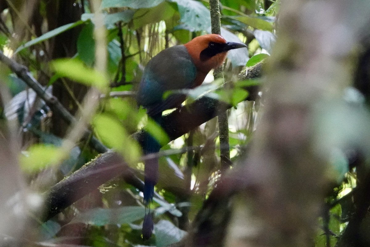 Rufous Motmot - ML613788220