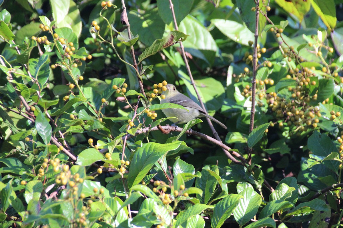 Cuban Vireo - ML613788247