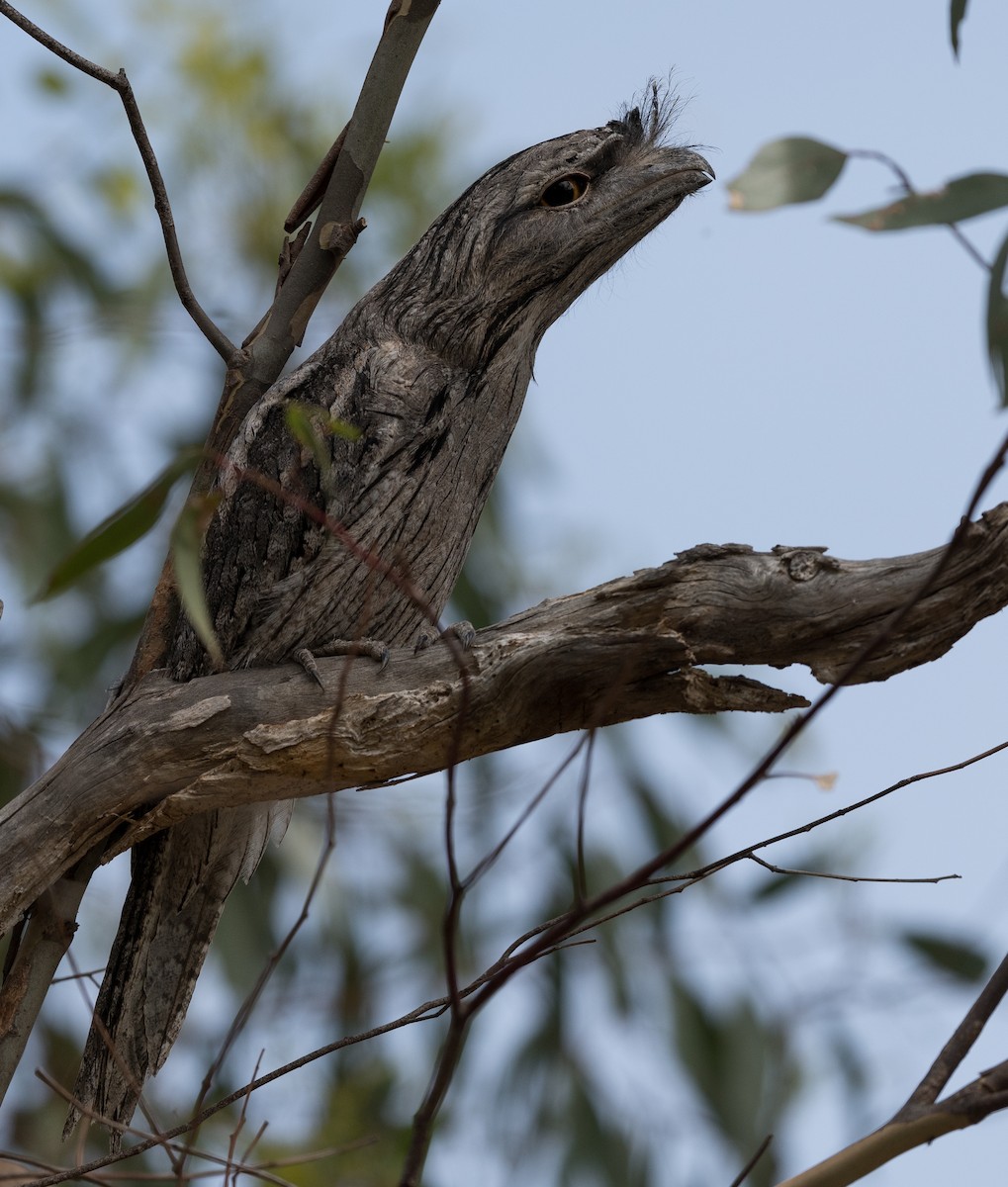 Tawny Frogmouth - ML613788322