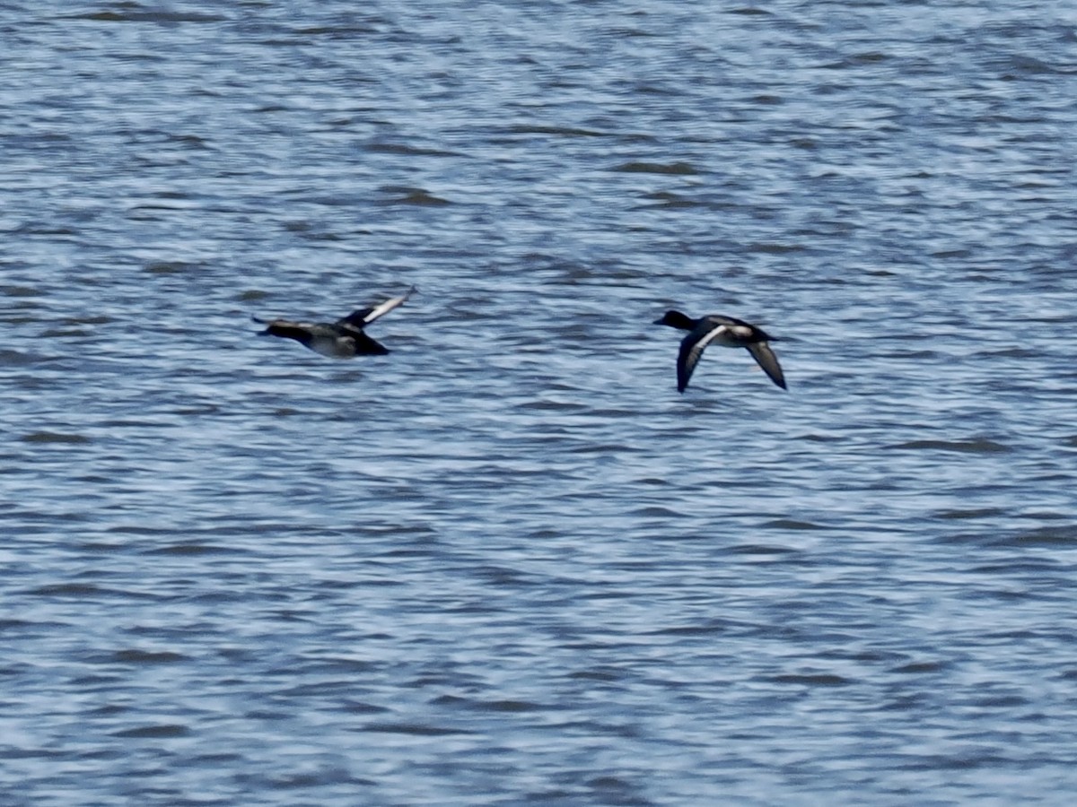 Чернь морська - ML613788331