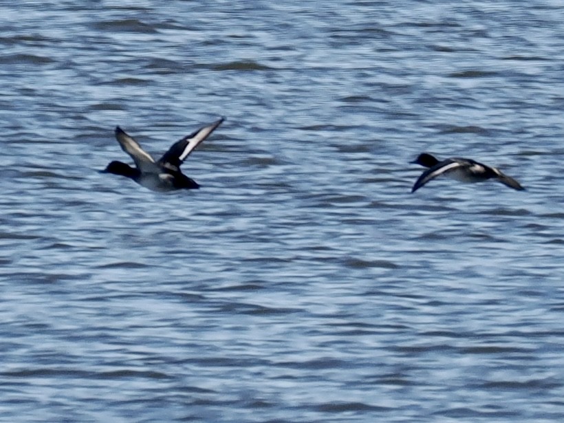 Чернь морська - ML613788332