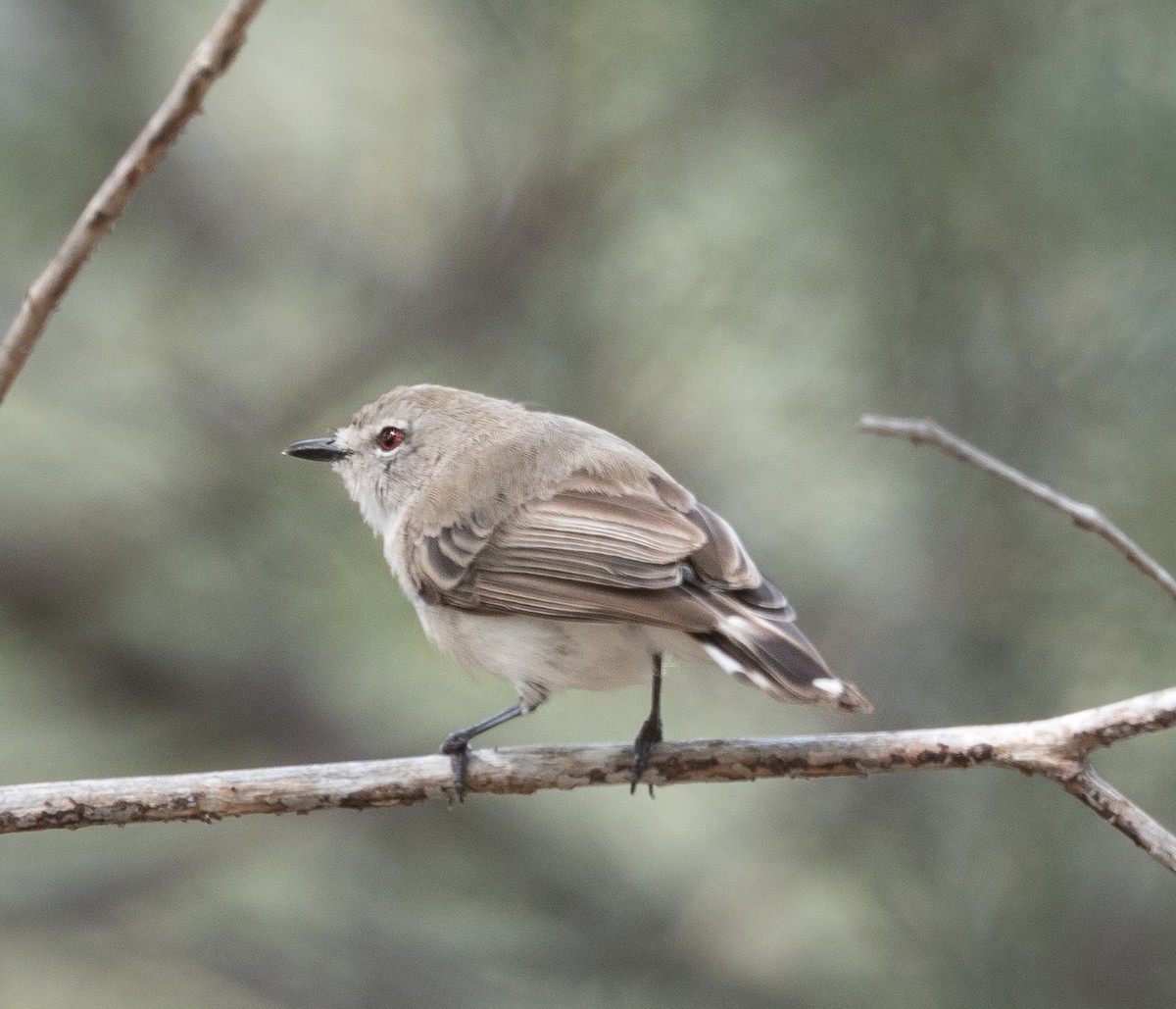 Western Gerygone - ML613788354