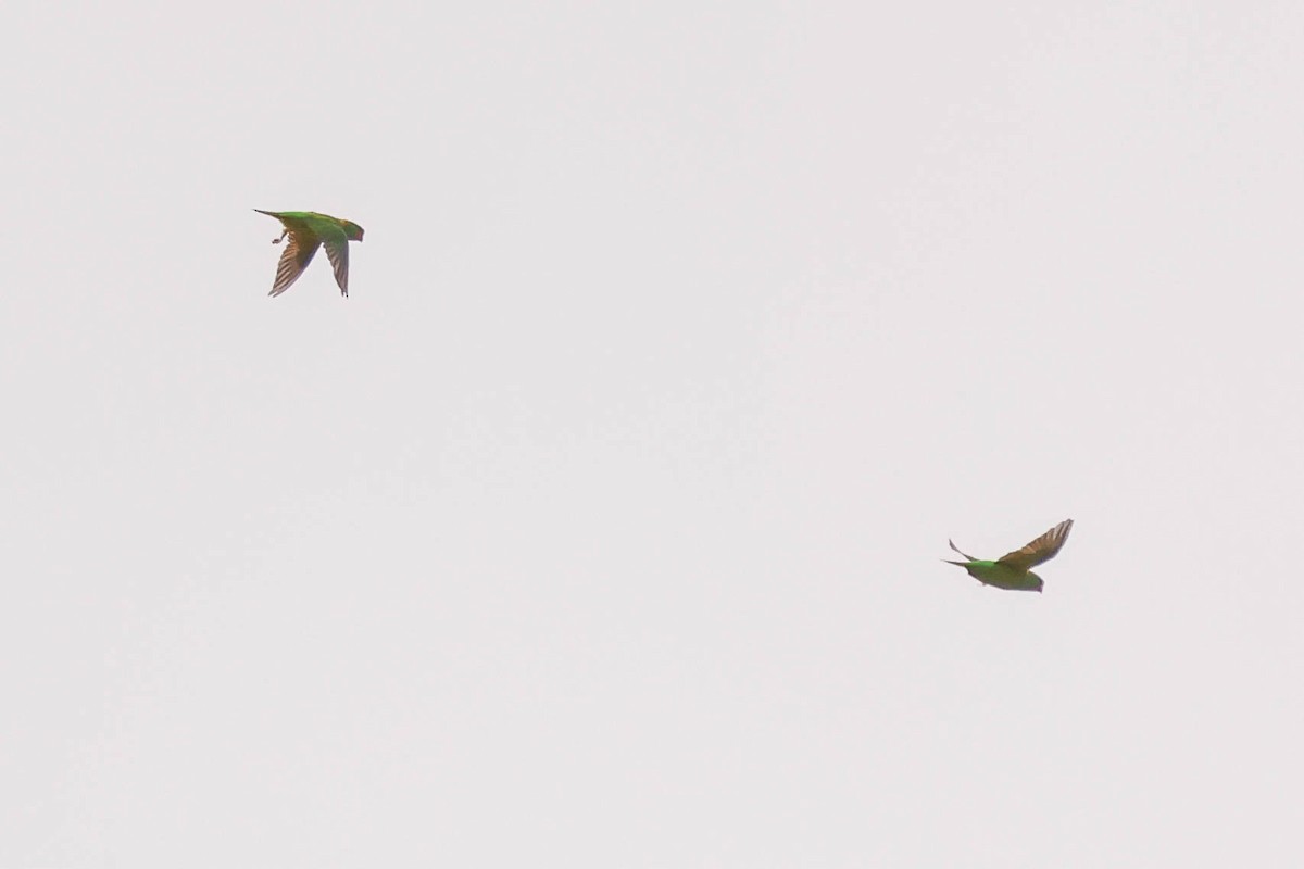 tanımsız papağan (Psittaciformes sp.) - ML613788382