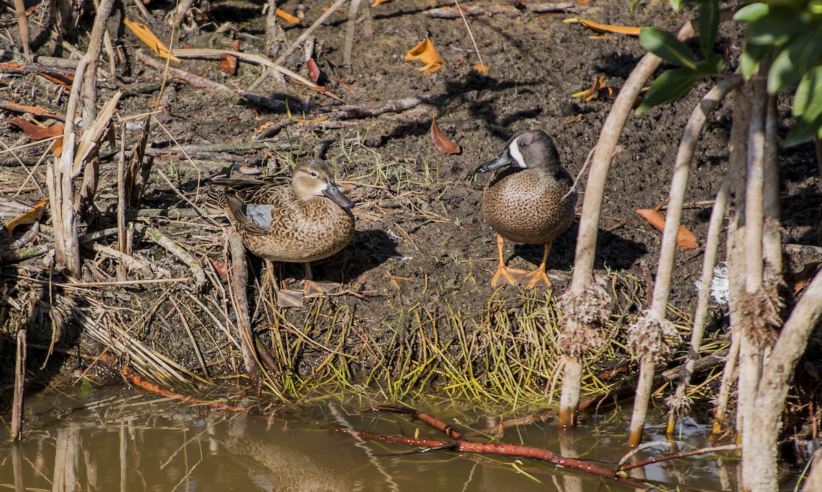 Blue-winged Teal - ML613788391