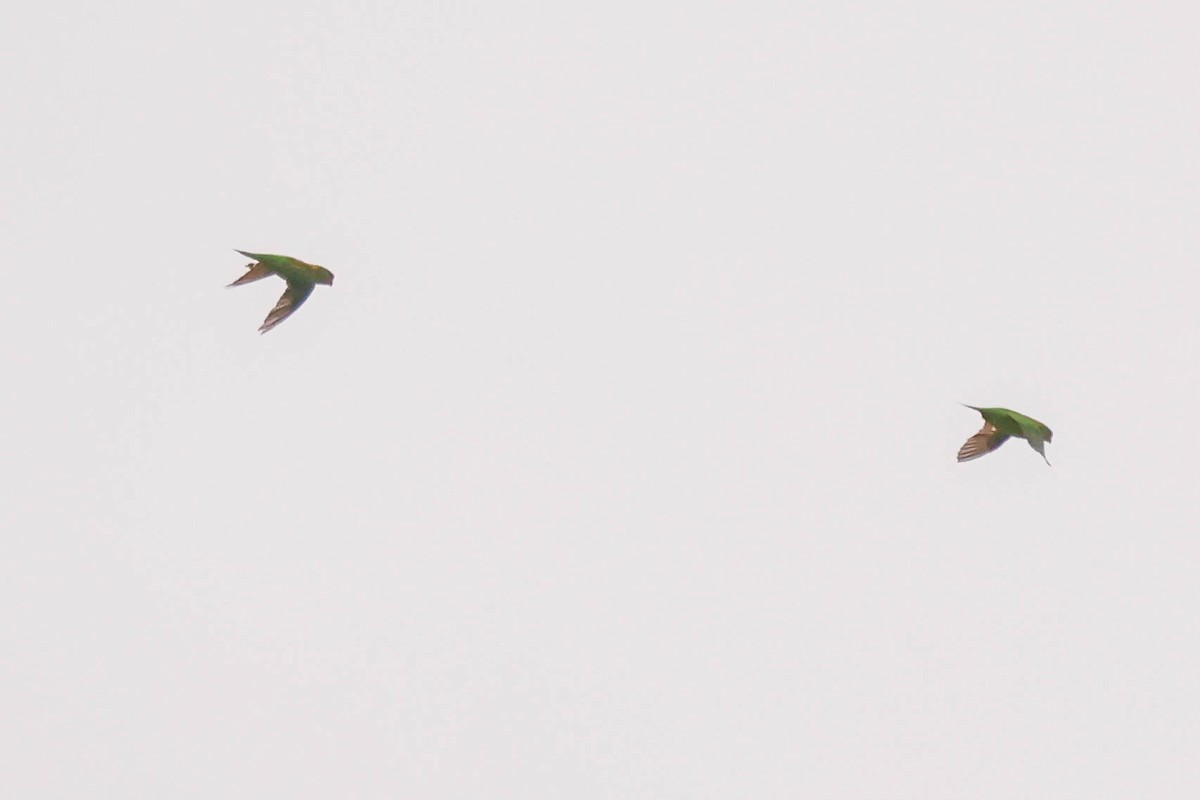 parrot sp. - Barry Langdon-Lassagne