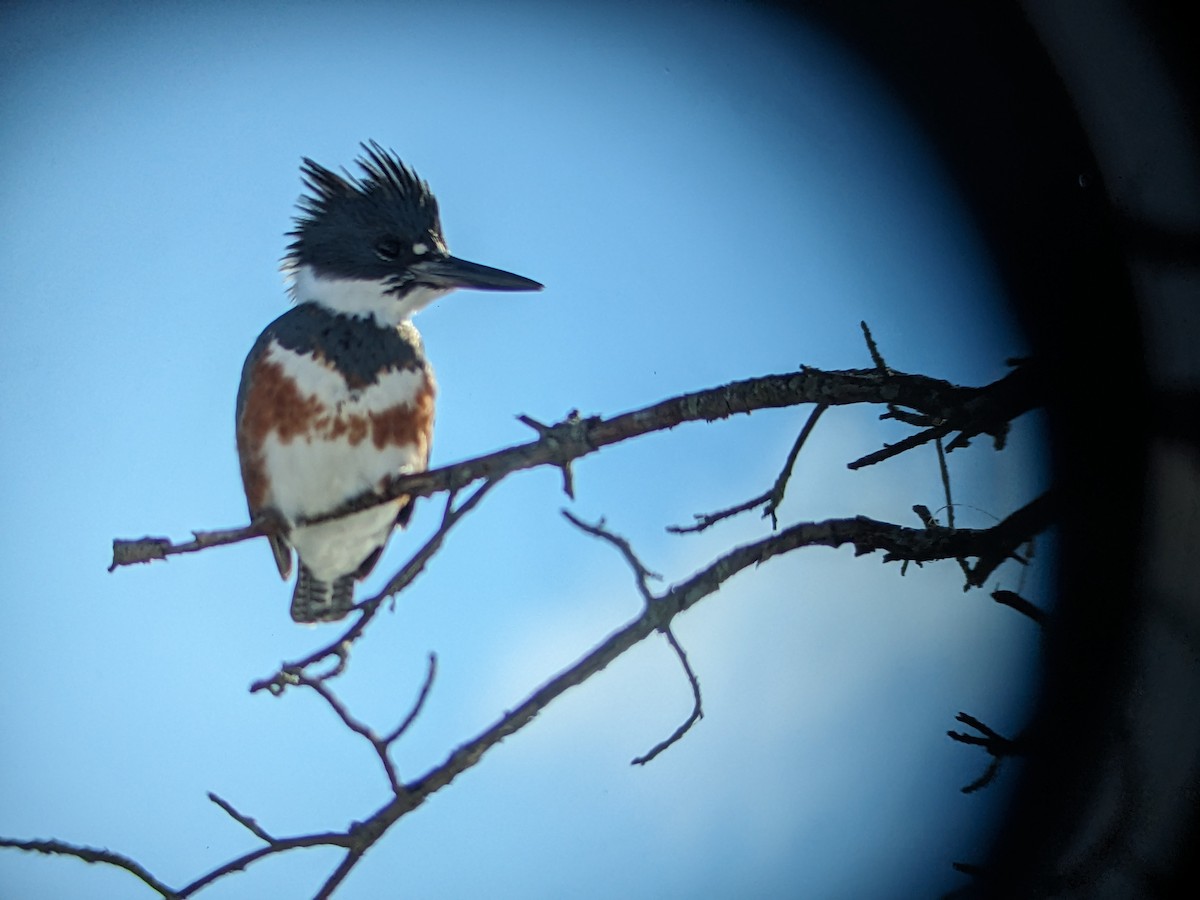 Belted Kingfisher - ML613788435