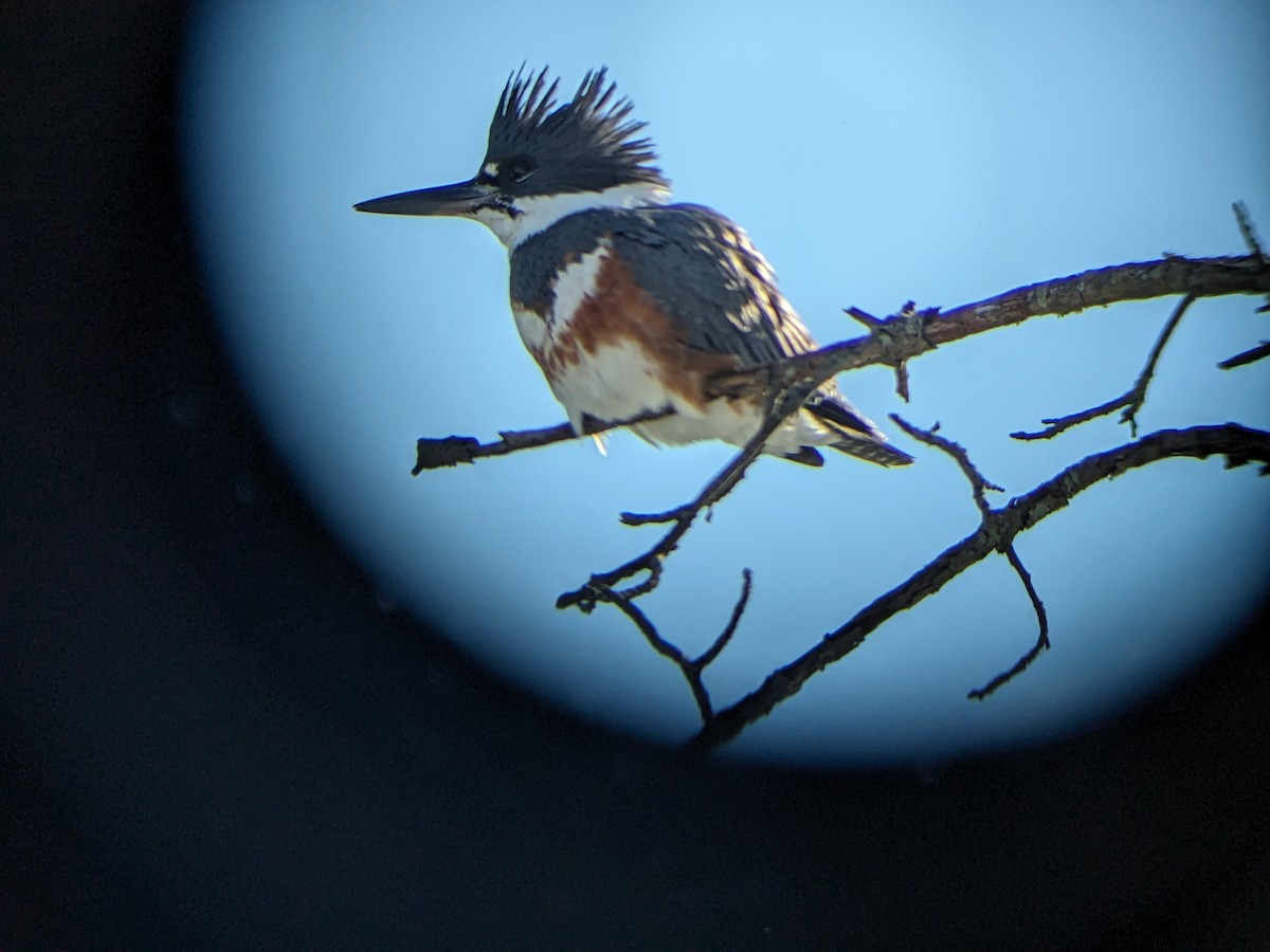 Belted Kingfisher - ML613788436