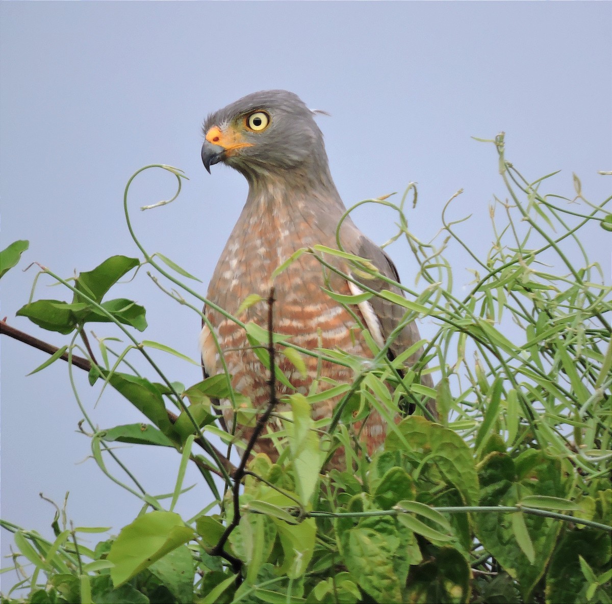 Roadside Hawk - Marvin frabricio Rivera González