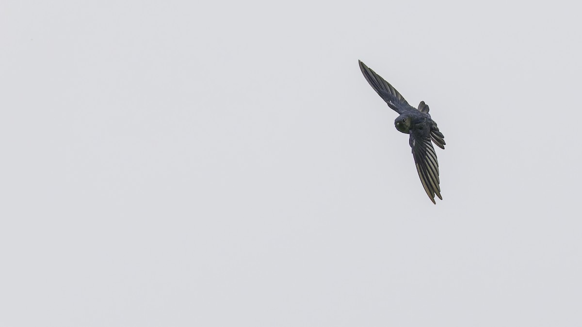 Plume-toed Swiftlet - ML613788459