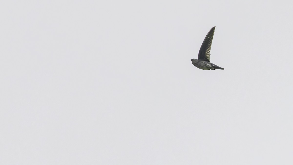 Plume-toed Swiftlet - ML613788463