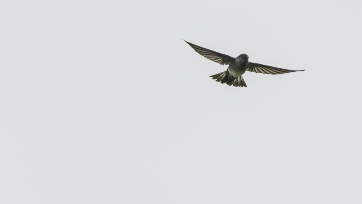 Plume-toed Swiftlet - ML613788465