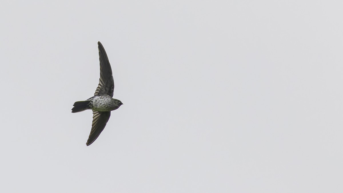 Plume-toed Swiftlet - ML613788470