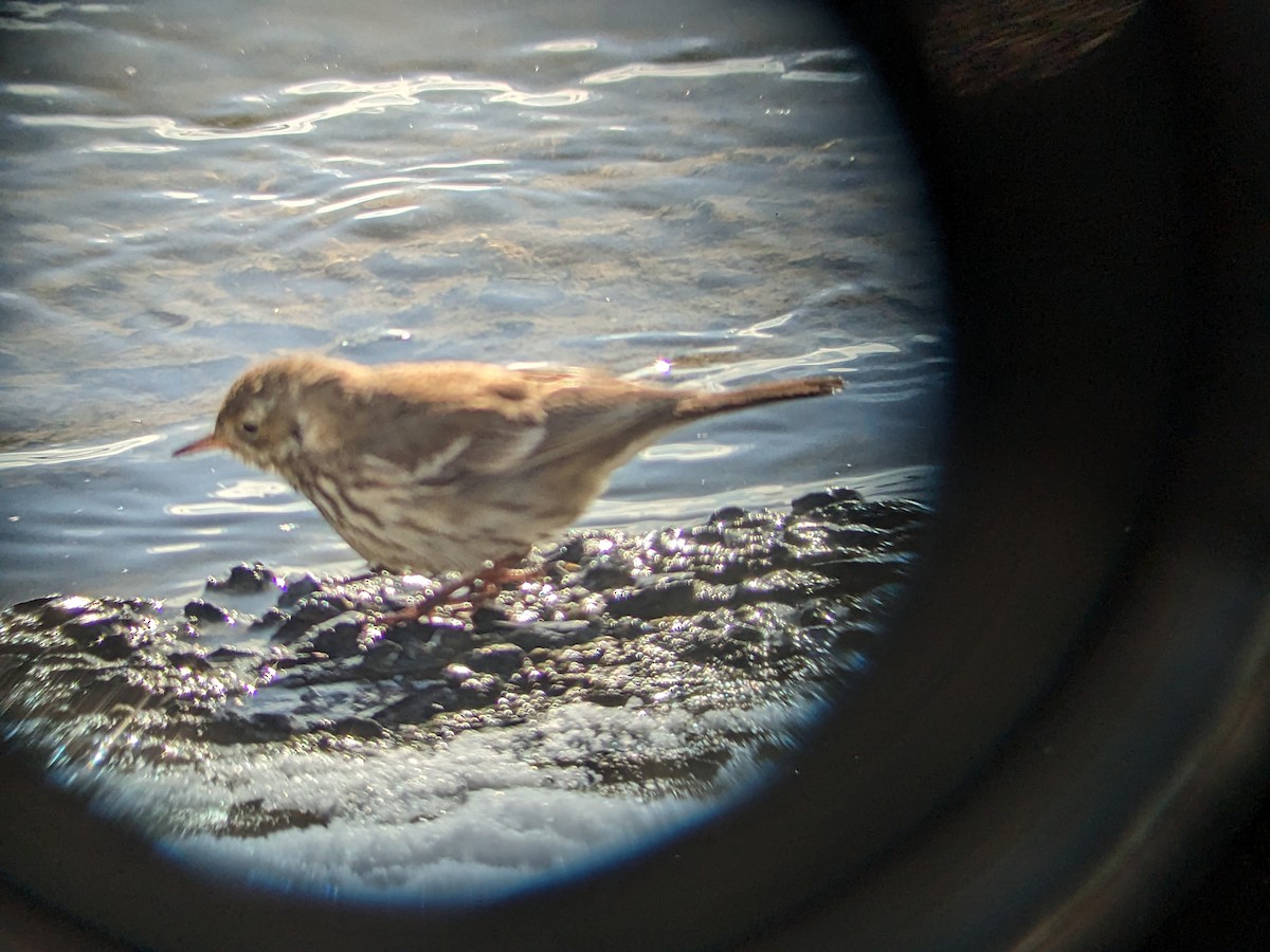 American Pipit - ML613788514