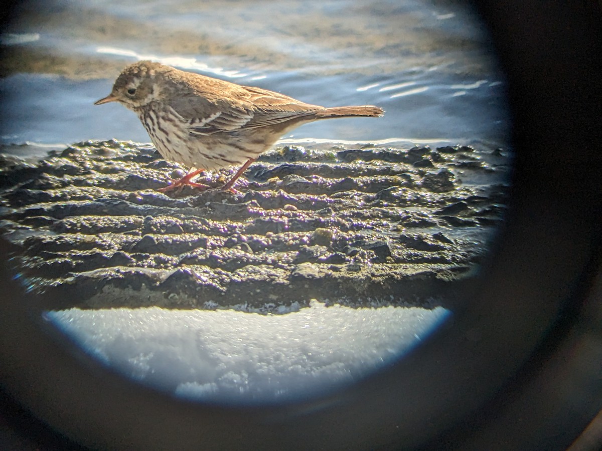 American Pipit - ML613788516