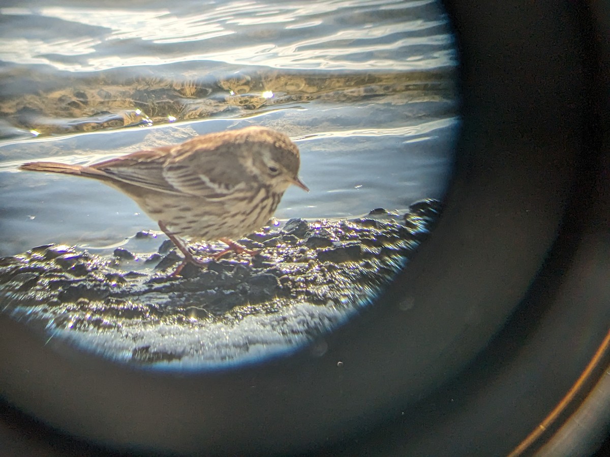 American Pipit - ML613788517