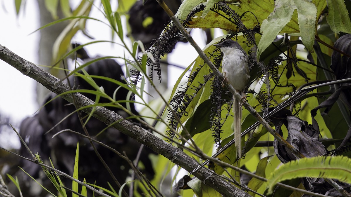 Hill Prinia - ML613788533