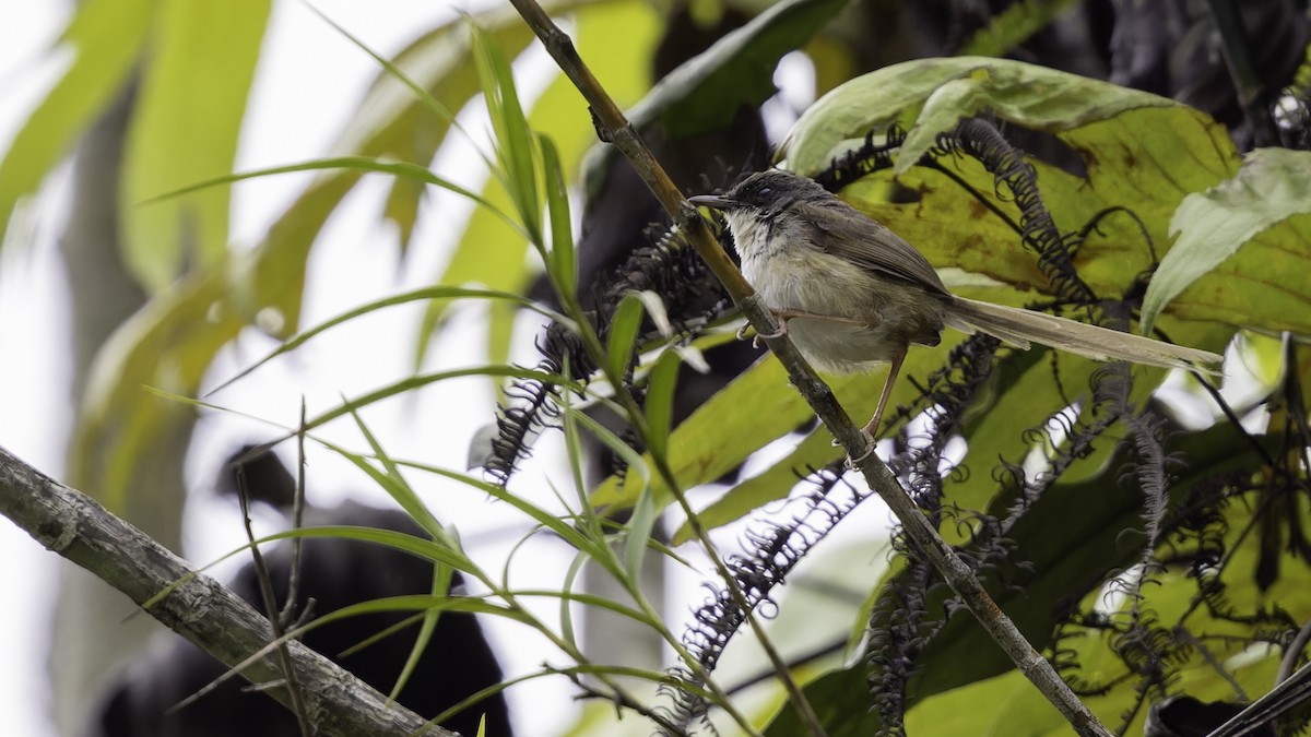 Hill Prinia - ML613788536