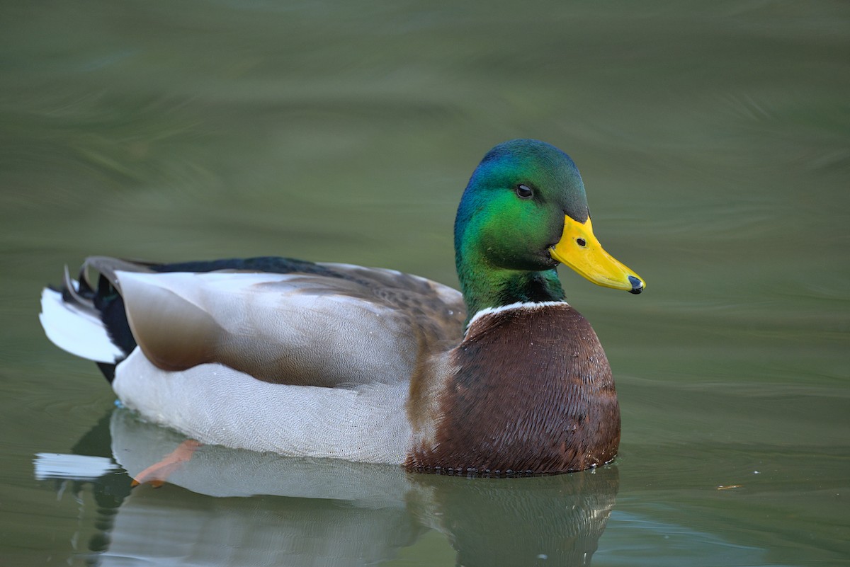 Mallard - ML613788553