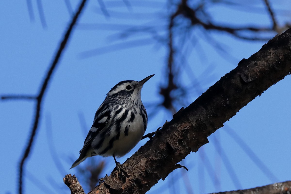 Black-and-white Warbler - Jean Broadhvest