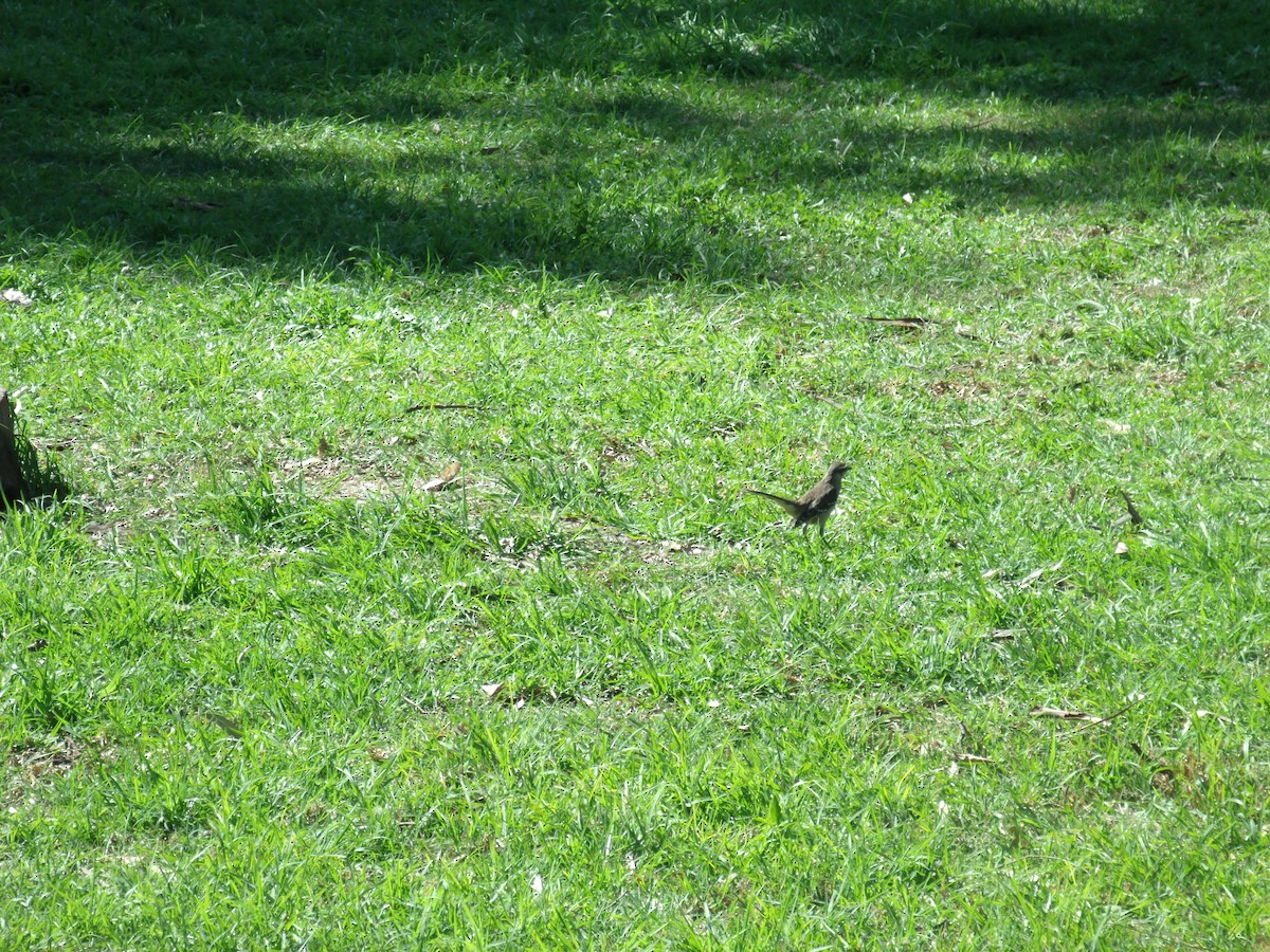 Chalk-browed Mockingbird - Camila Elisabeth Allende da Cunha