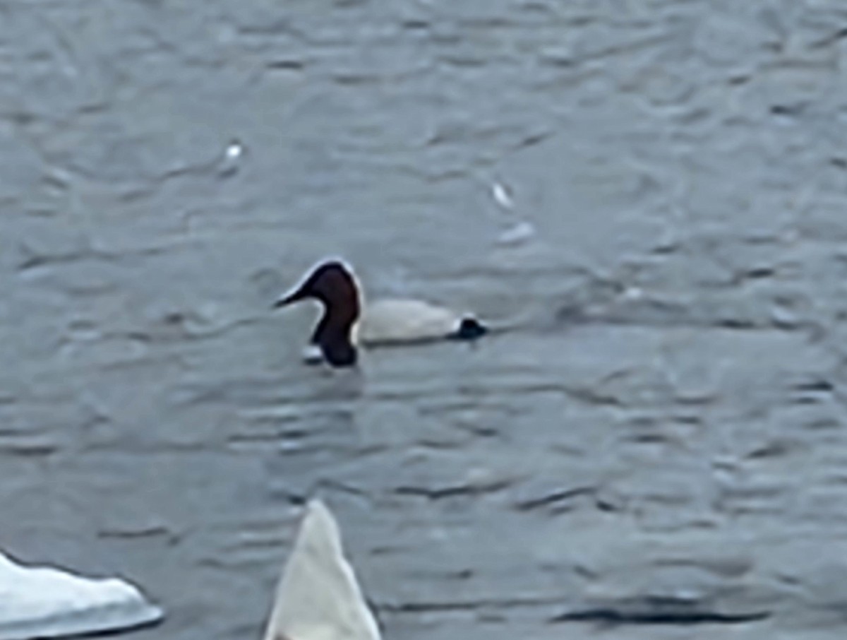 Canvasback - ML613788636