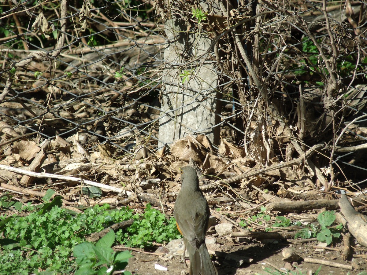 Rufous-bellied Thrush - Camila Elisabeth Allende da Cunha